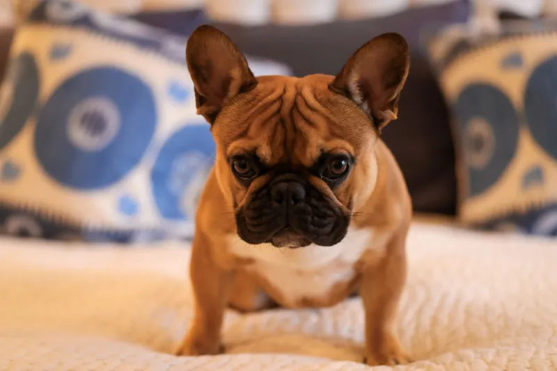 City Dog, Big Life: Making Your Apartment Actually Work for a French Bulldog