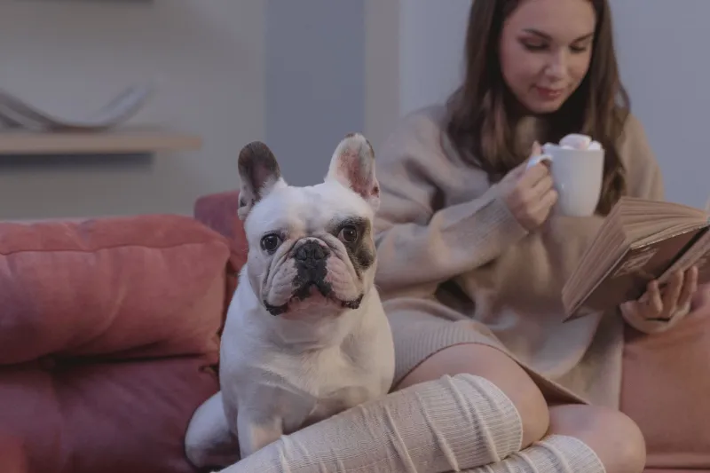 Behind the Feed: How Frenchie Content Creators Are Using CDNs to Build Their Online Empires